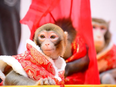 Nhà phong thủy nói về vận mệnh năm khỉ