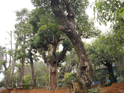 Đường dây buôn bán siêu cây trăm tỷ ở Hà Nội