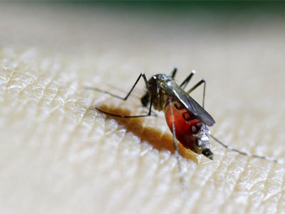 Trung Quốc xác nhận ca nhiễm Zika đầu tiên