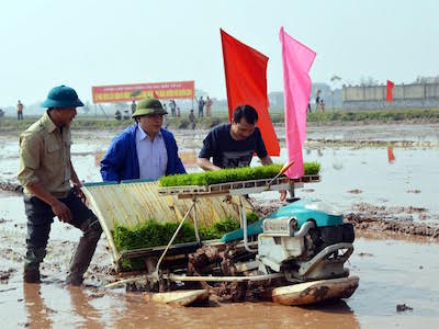 Bí thư, Chủ tịch Hà Nội xuống đồng đi cấy