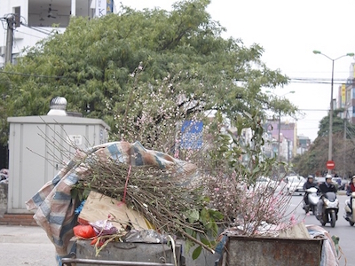 Sau Tết, giá đào Nhật Tân rẻ ngang mớ rau