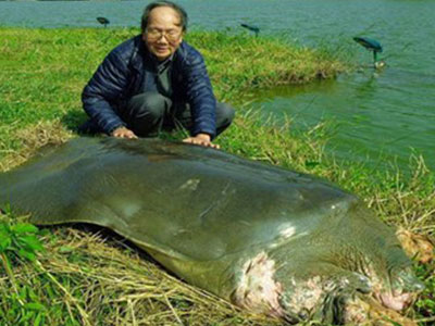 Bảo quản lâu dài xác rùa Hoàn Kiếm