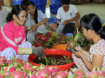 Trái cây tăng giá, rộng cửa xuất khẩu