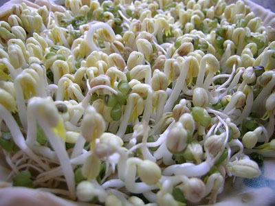 Giá đậu, vị thuốc kỳ diệu