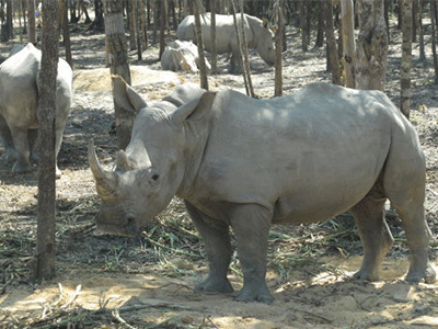 Vinpearl Safari chỉ có 130 khỉ xổng chuồng