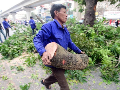 Hà Nội sẽ học trồng cây xanh tại Singapore, Trung Quốc