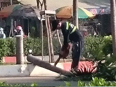 Nhiều cây cau trắng trên đường Phạm Văn Đồng bị đốn hạ