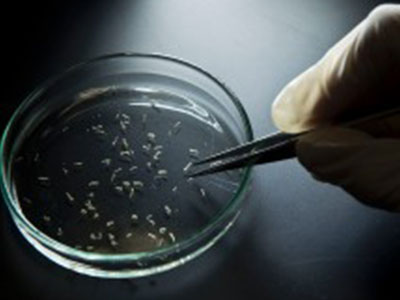 Mỹ: Thêm 14 ca nghi nhiễm virus Zika qua đường tình dục