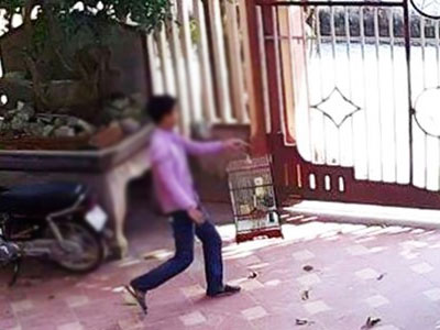 Trộm chim chào mào của giám đốc sở, 2 thanh niên bị truy tố