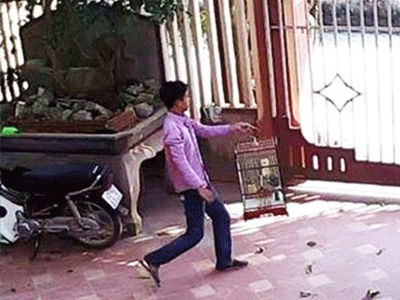 Trộm chim thế nào mới bị xử tội trộm cắp?
