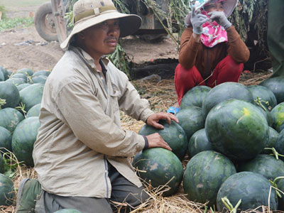5 kg dưa hấu = 1 ly trà đá