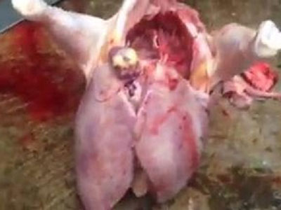 Clip: Con gà có hai lá gan to như gan lợn gây sốc