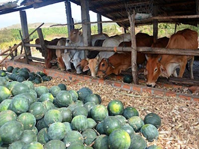 Dưa hấu 300 đồng/kg - ai cứu nông dân?