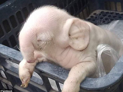Lợn có vòi và tai to như voi gây xôn xao