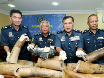 Ba người Việt bị tịch thu 160 kg ngà voi ở Malaysia