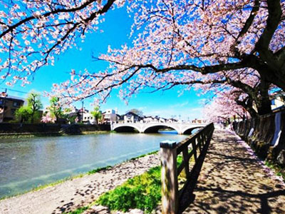 Đà Nẵng có nguy cơ vỡ mộng đường hoa anh đào