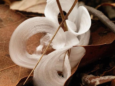 Loài hoa tuyệt đẹp chỉ nở trong đêm và tự "tàn" khi trời sáng