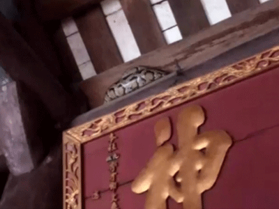 Hãi hùng nhìn con trăn "mắc võng" trên ngôi đền ở Nam Định
