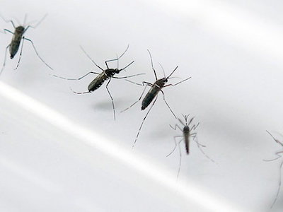 Phát hiện trường hợp nhiễm Zika đầu tiên tại Lào