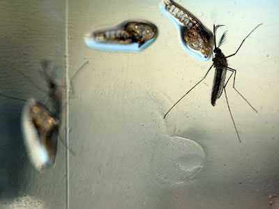 Canada ghi nhận 20 trường hợp nhiễm virus Zika