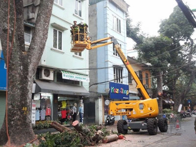 Hà Nội: Bán đấu giá gỗ, củi từ cắt tỉa cây xanh thu ngân sách