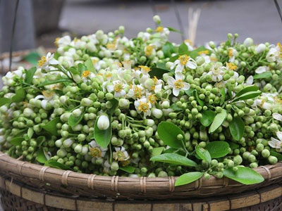 Tháng 3, hoa bưởi ngập tràn phố phường Hà Nội
