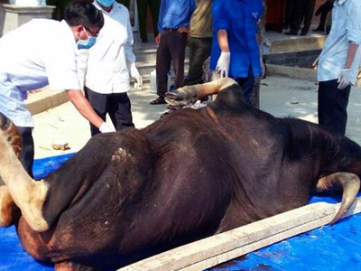 Con bò tót quý nặng 800 kg chết tại Đồng Nai