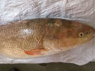 Bắt được cá sủ vàng 9 kg trị giá cả tỷ đồng