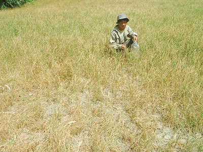 Khoảng 1,5 triệu người không có thu nhập vì hạn, mặn