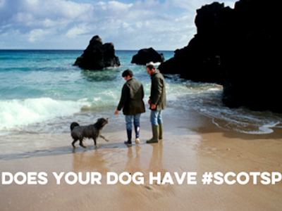 Scotland thuê chó làm đại sứ du lịch