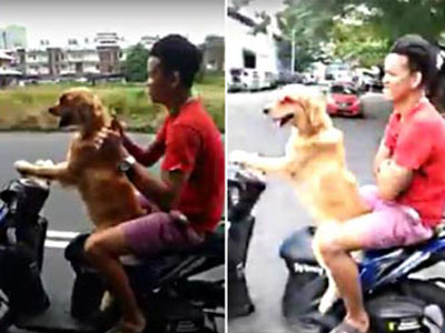 Chú chó lái xe gây sốt cộng đồng mạng