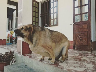 Kinh ngạc chú chó nặng 70kg ở Cao Bằng
