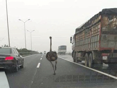 Phát hoảng khi đà điểu "đua" trên đường cao tốc