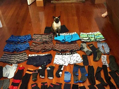 Cô mèo có tật xấu kì lạ: Ăn trộm quần lót nam giới