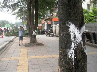 Hà Nội chặt cây: Hoảng với tiền tỷ sơn phết