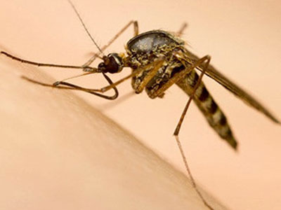 Muỗi vằn nuôi ở đảo Trí Nguyên có thể áp chế virus Zika
