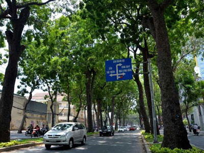 Không có việc đốn hạ 300 cây xanh ở Sài Gòn