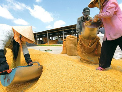 Gạo Việt thua Lào, Campuchia, chỉ xuất đi... TQ