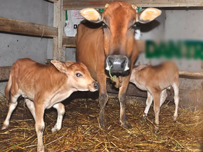 Hy hữu con bò 2 lần sinh đôi liên tiếp