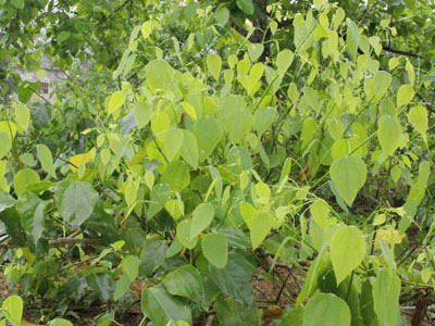50.000 đồng một kg rau bò khai Lạng Sơn