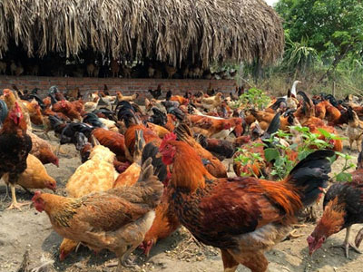 Gà nhà giàu: Ăn lúa mầm, giá đỗ xanh