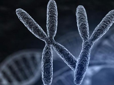 Virus thượng cổ có thể làm tăng tỷ lệ sinh con trai