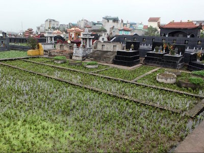 “Ăn rau trồng ở nghĩa địa dễ mắc bệnh”