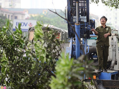 Hà Nội sẽ hạ độ cao toàn bộ hệ thống cây xanh