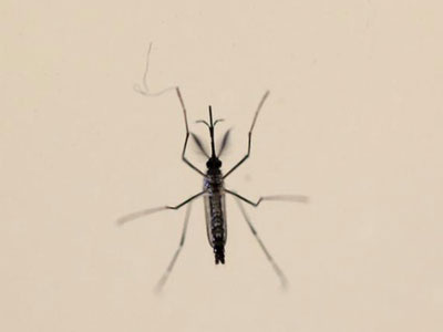 Thêm nhiều chứng bệnh nguy hiểm liên quan đến virus Zika
