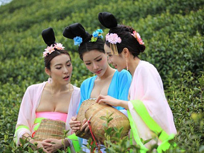 Thiếu nữ ăn mặc nóng bỏng đi hái trà