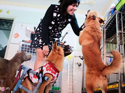Cô gái Sài Gòn nuôi 50 con chó, mèo khuyết tật