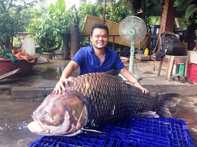 Đại gia Sài Gòn đổ xô đặt mua cá hô "khủng" 118 ký giá 4 triệu/kg