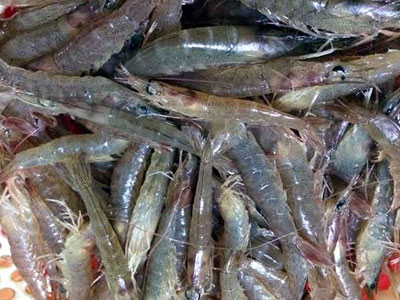 Tôm siêu sạch Đoàn Văn Vươn đắt hàng, trúng đậm