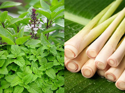 12 loại cây, hoa dễ trồng trong nhà có tác dụng đuổi muỗi, phòng Zika